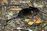 Nectomys squamipes